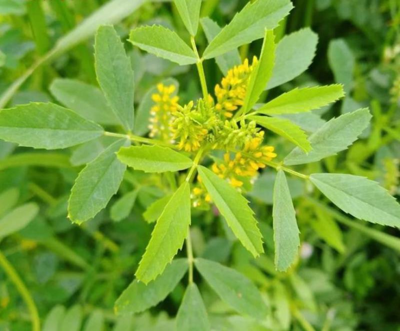 草木樨种子草木犀蜜源植物黄花草牧草型绿肥耐寒耐贫瘠草籽