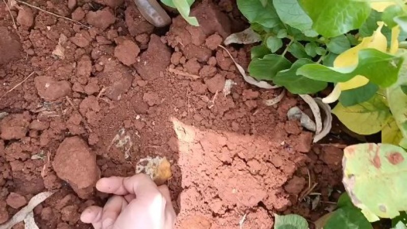 荷兰15V7黄皮，黄心，口感不错，营养价值高，
