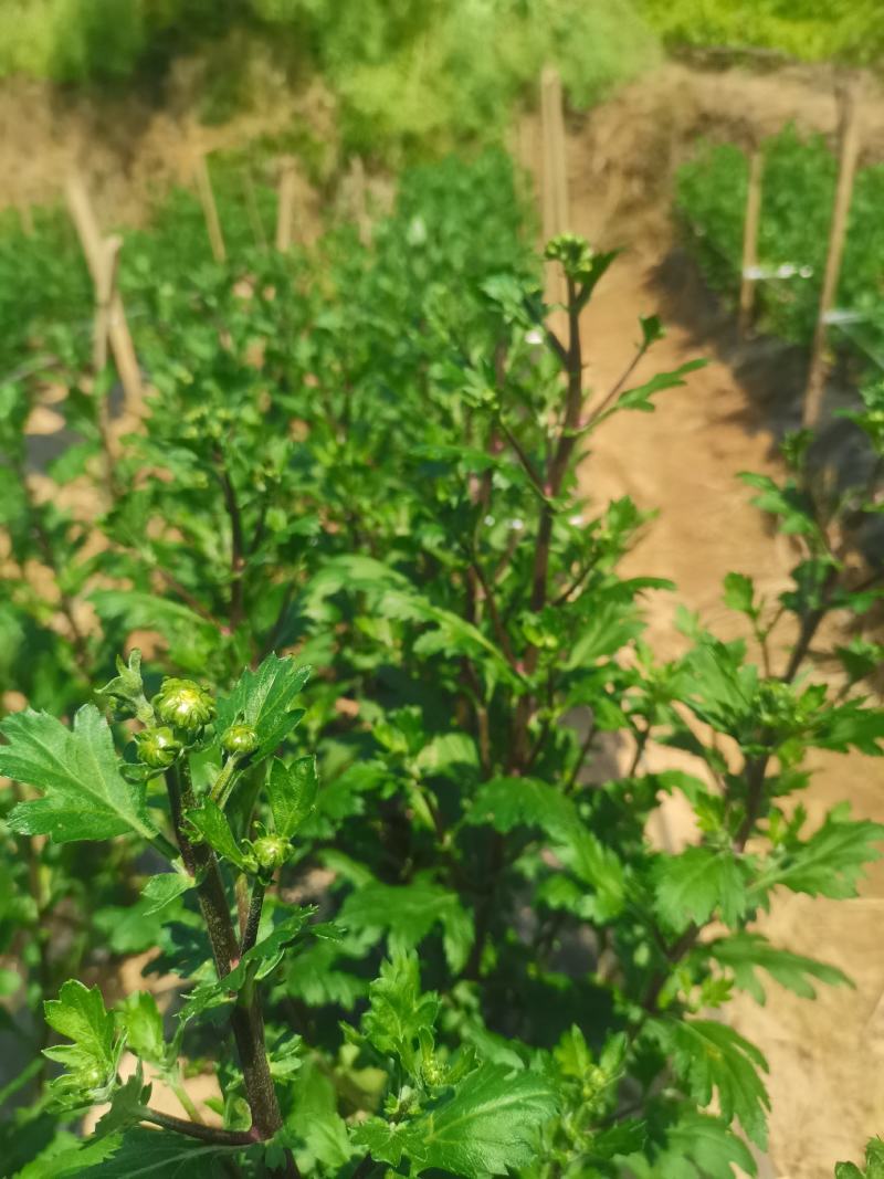 七月菊花