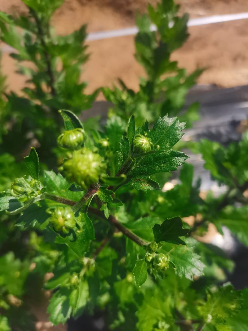 七月菊花