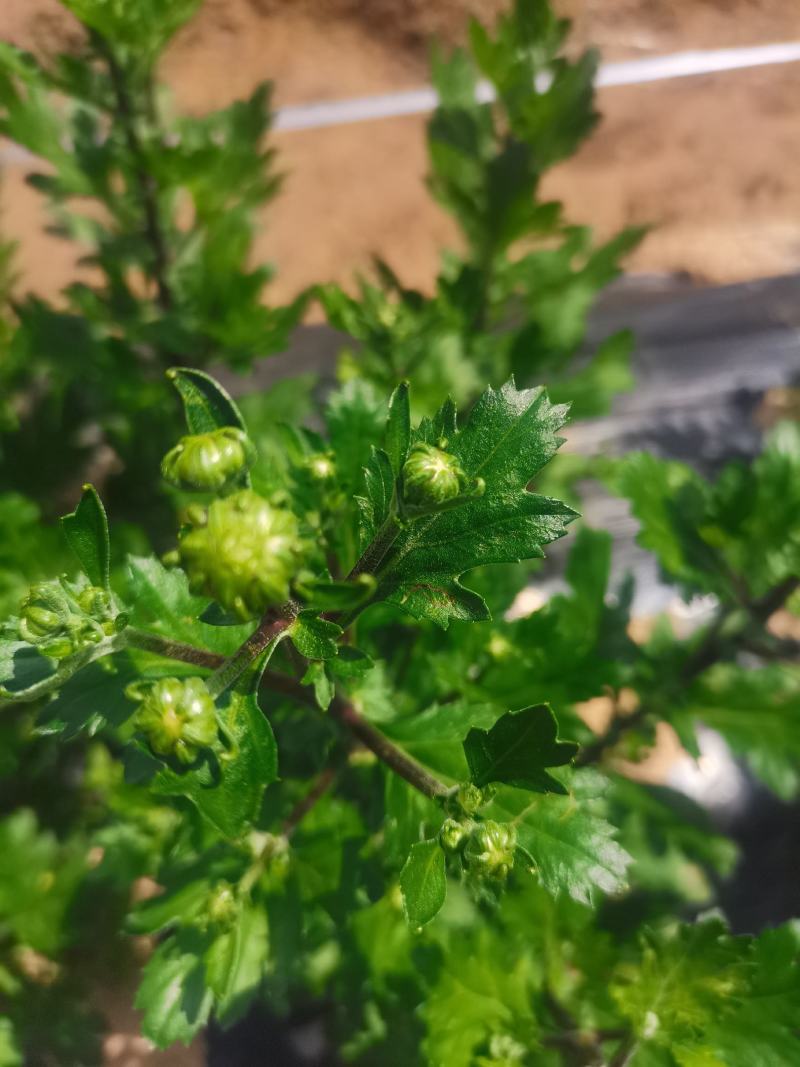 七月菊花