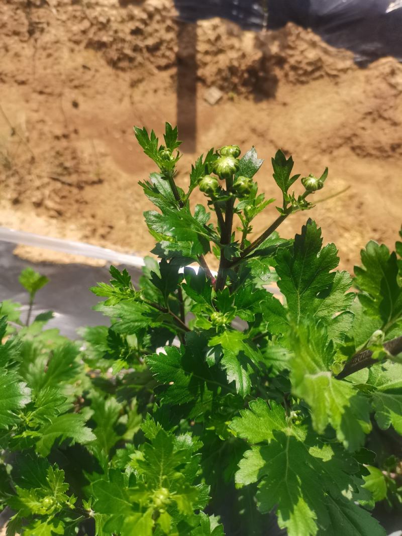 七月菊花