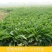 鲁梅克斯种子俄罗斯饲料菜多年生牧草种籽猪牛羊鸡鸭鹅