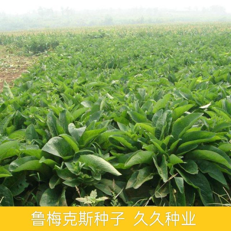 鲁梅克斯种子俄罗斯饲料菜多年生牧草种籽猪牛羊鸡鸭鹅