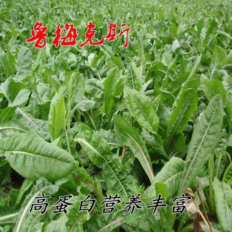 鲁梅克斯种子俄罗斯饲料菜多年生牧草种籽猪牛羊鸡鸭鹅