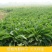 鲁梅克斯种子俄罗斯饲料菜多年生牧草种籽猪牛羊鸡鸭鹅