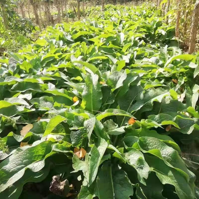 鲁梅克斯种子俄罗斯饲料菜多年生牧草种籽猪牛羊鸡鸭鹅