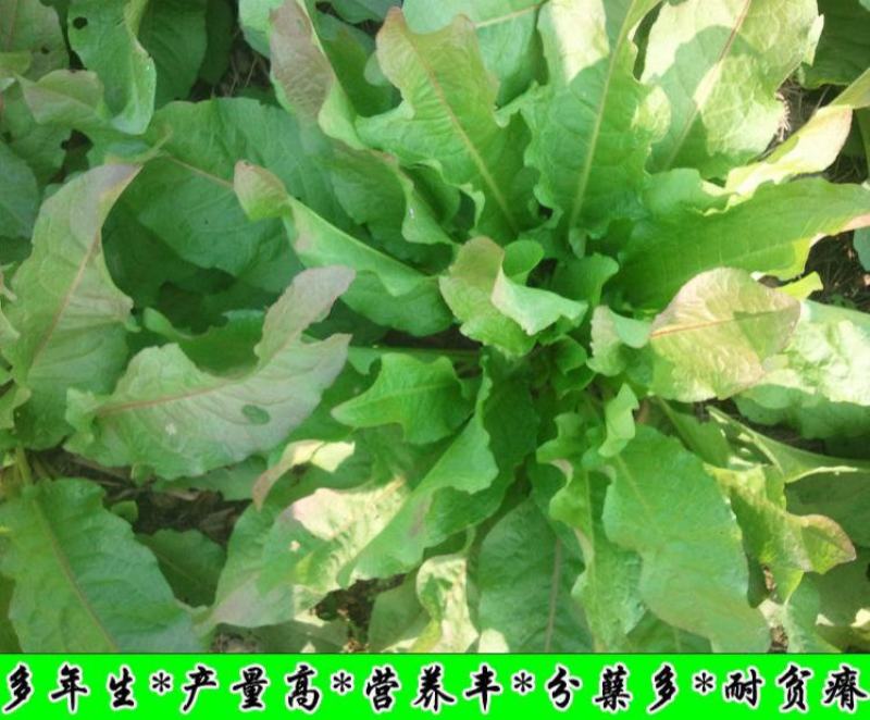 鲁梅克斯种子俄罗斯饲料菜多年生牧草种籽猪牛羊鸡鸭鹅