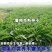 鲁梅克斯种子俄罗斯饲料菜多年生牧草种籽猪牛羊鸡鸭鹅