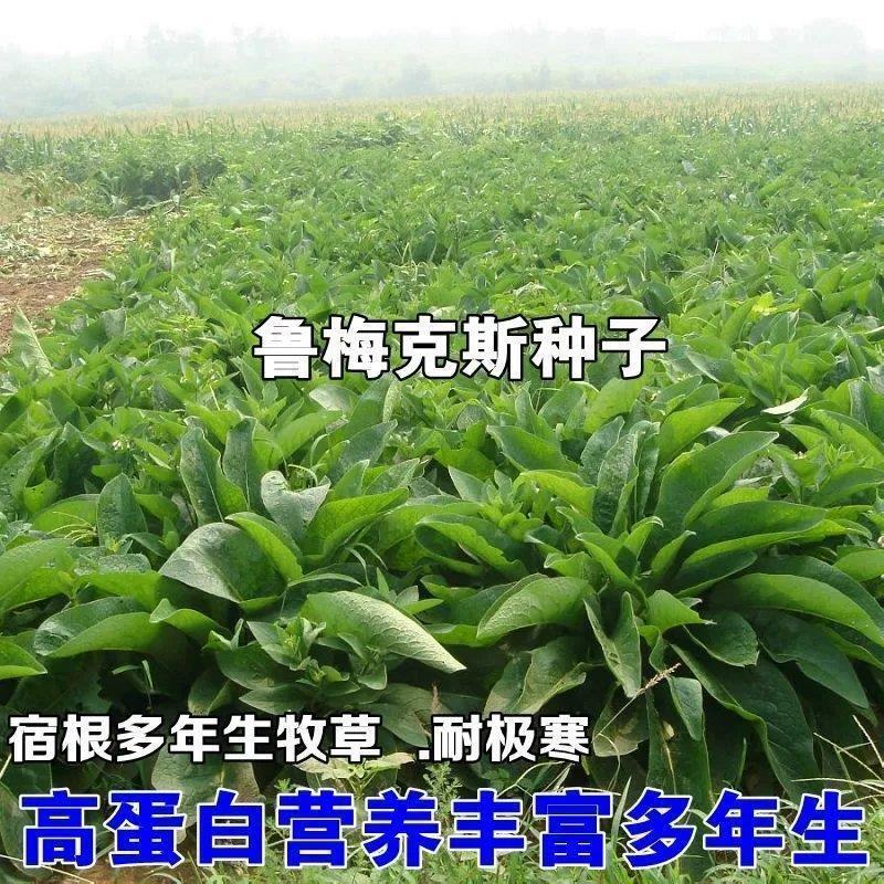 鲁梅克斯种子俄罗斯饲料菜多年生牧草种籽猪牛羊鸡鸭鹅