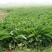 鲁梅克斯种子俄罗斯饲料菜多年生牧草种籽猪牛羊鸡鸭鹅