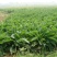 鲁梅克斯种子俄罗斯饲料菜多年生牧草种籽猪牛羊鸡鸭鹅