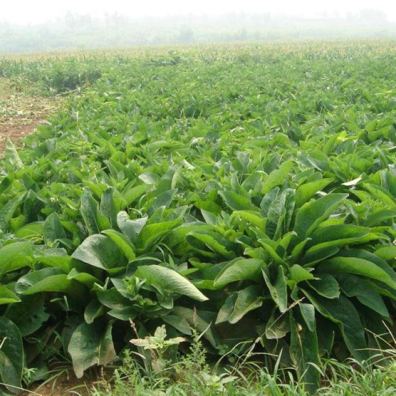 鲁梅克斯种子俄罗斯饲料菜多年生牧草种籽猪牛羊鸡鸭鹅