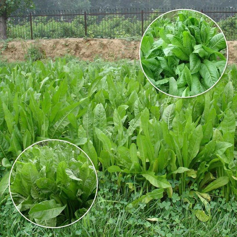 鲁梅克斯种子俄罗斯饲料菜多年生牧草种籽猪牛羊鸡鸭鹅