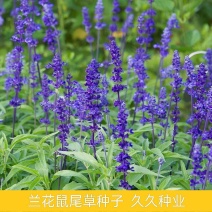 蓝花鼠尾草花种子多年生花海种子庭院阳台花园盆栽草花种