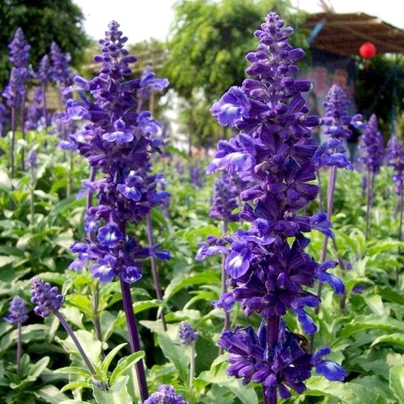 蓝花鼠尾草花种子多年生花海种子庭院阳台花园盆栽草花种