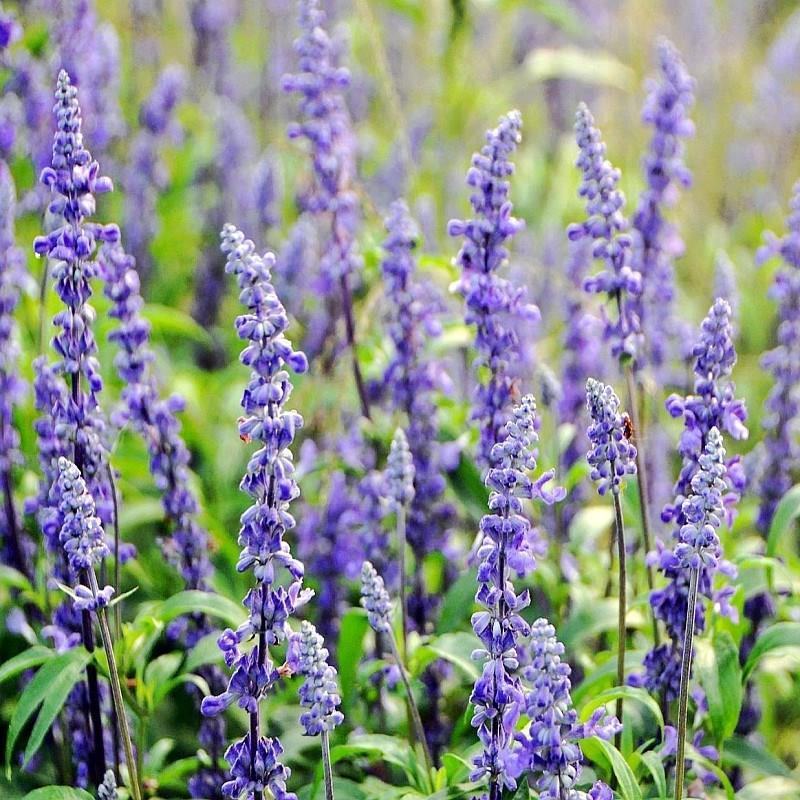 蓝花鼠尾草花种子多年生花海种子庭院阳台花园盆栽草花种