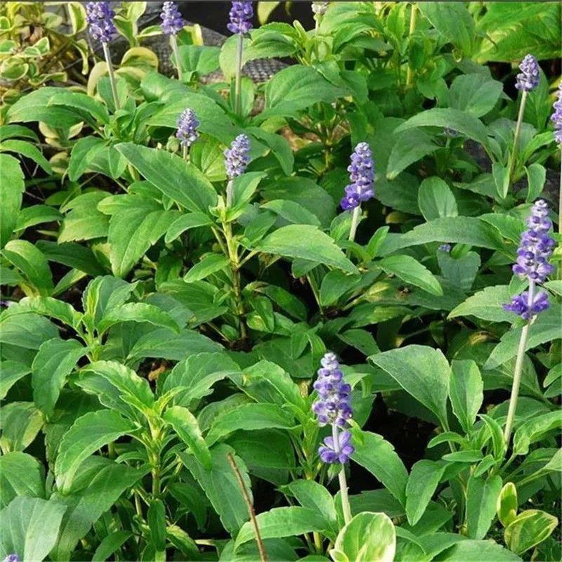 蓝花鼠尾草花种子多年生花海种子庭院阳台花园盆栽草花种