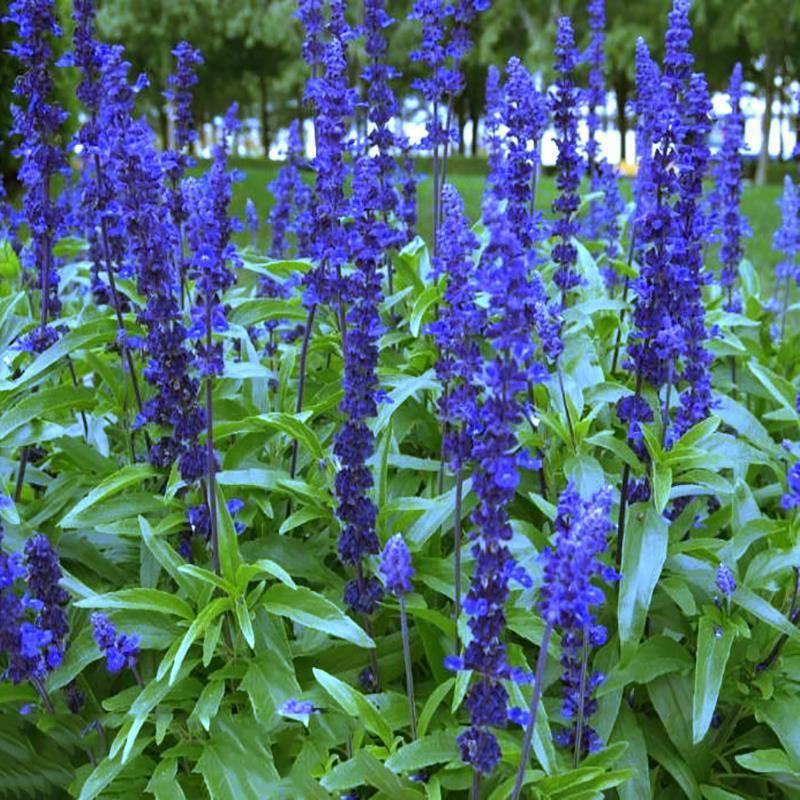 蓝花鼠尾草花种子多年生花海种子庭院阳台花园盆栽草花种