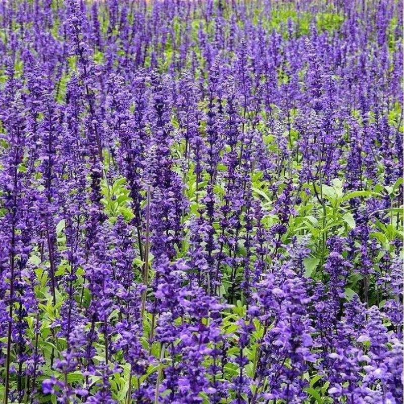 蓝花鼠尾草花种子多年生花海种子庭院阳台花园盆栽草花种