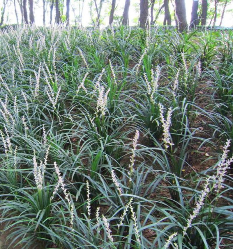麦冬草种子庭院草草籽多年生护坡绿化四季青草坪种子
