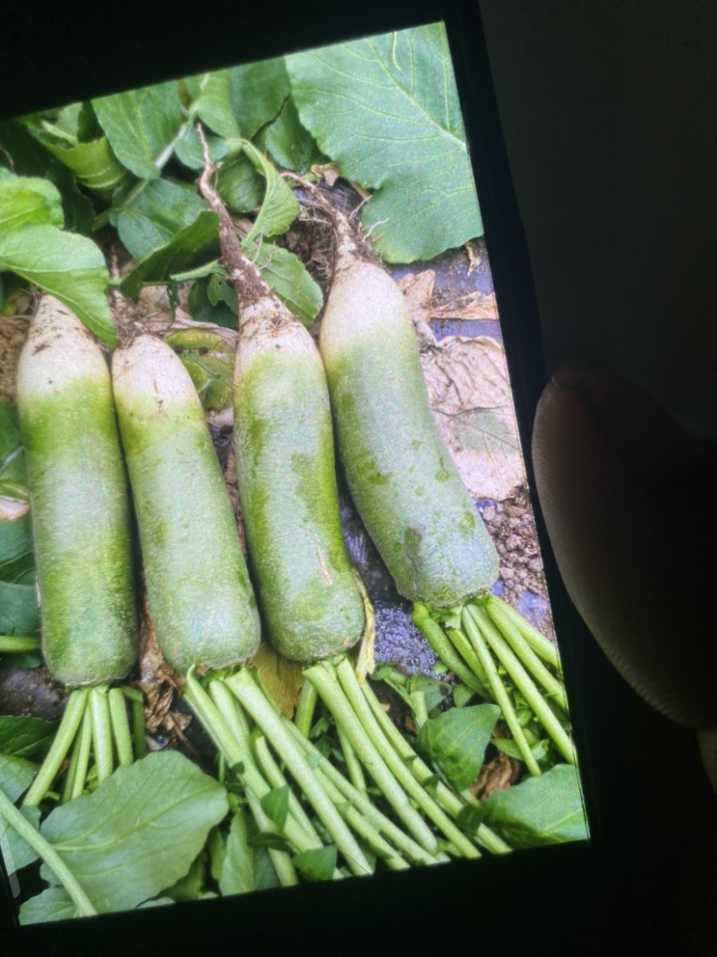 精品青萝卜，水果萝卜，便宜