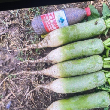 精品青萝卜，水果萝卜，便宜