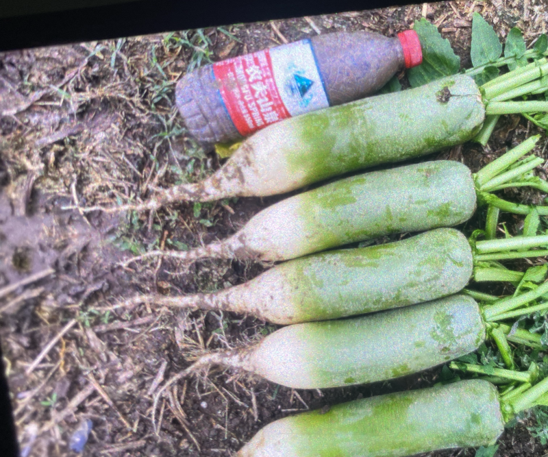 精品青萝卜，水果萝卜，便宜