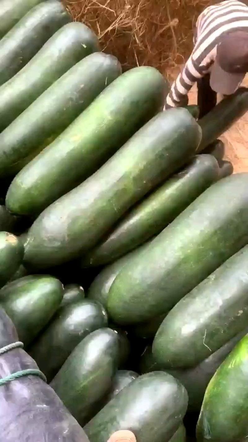 广西冬瓜吊瓜大量有货形状好价格便宜有实力合作