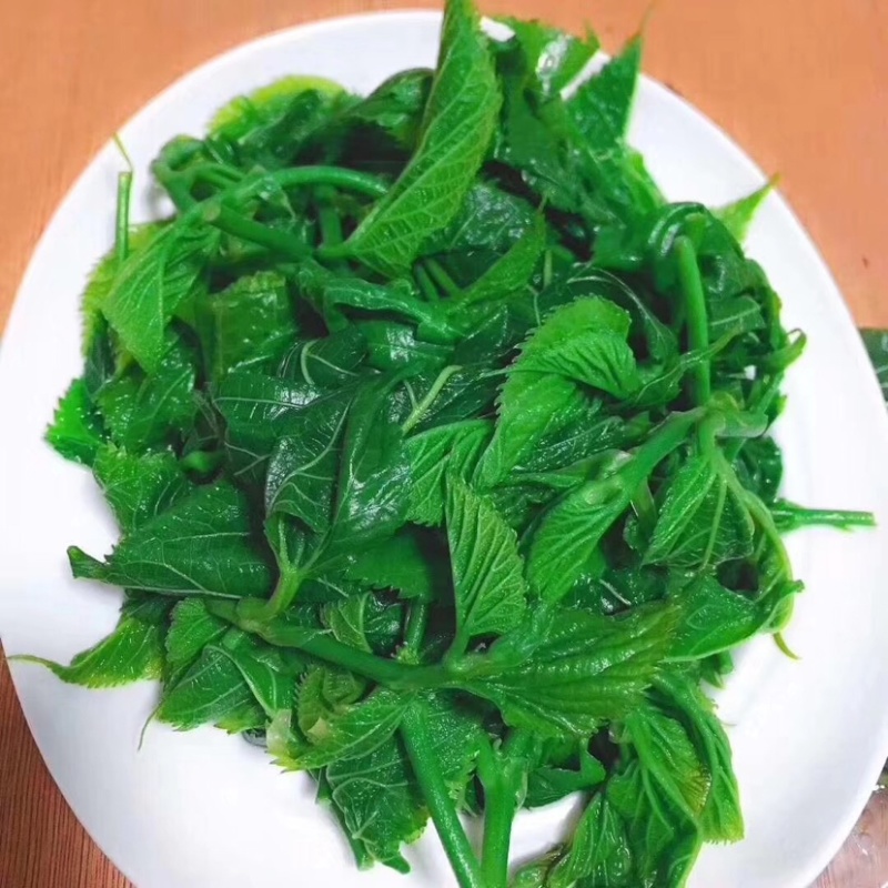 嫩桑叶新品酒楼配送厂家发货批发