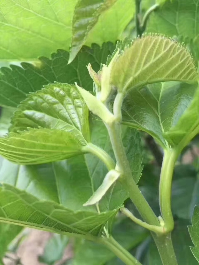 嫩桑叶新品酒楼配送厂家发货批发