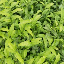 广西大叶种茶苗，梧州大叶种茶苗，六堡茶树苗