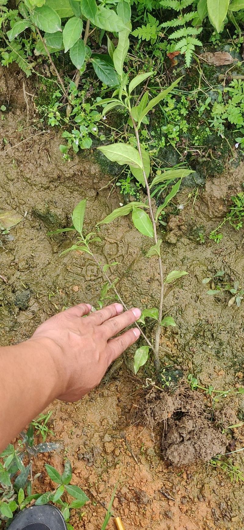 广西大叶种茶苗，梧州大叶种茶苗，六堡茶树苗