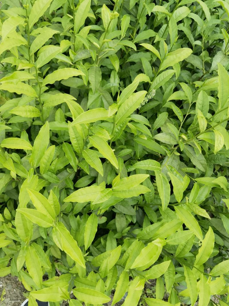 广西大叶种茶苗，梧州大叶种茶苗，六堡茶树苗