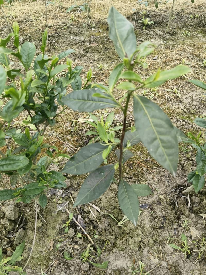 广西大叶种茶苗，梧州大叶种茶苗，六堡茶树苗
