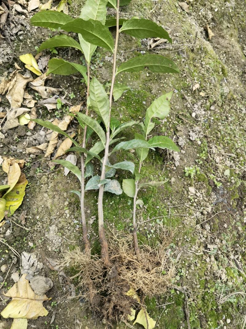 广西大叶种茶苗，梧州大叶种茶苗，六堡茶树苗