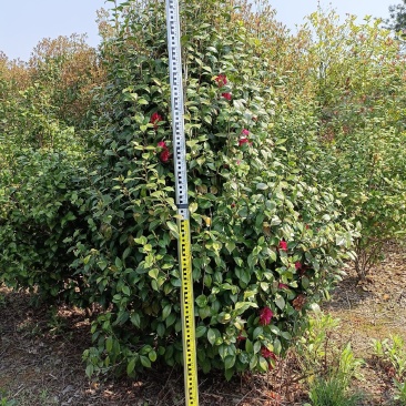 【包成活】基地茶花树基地直发四季常青庭院种植绿化工程苗