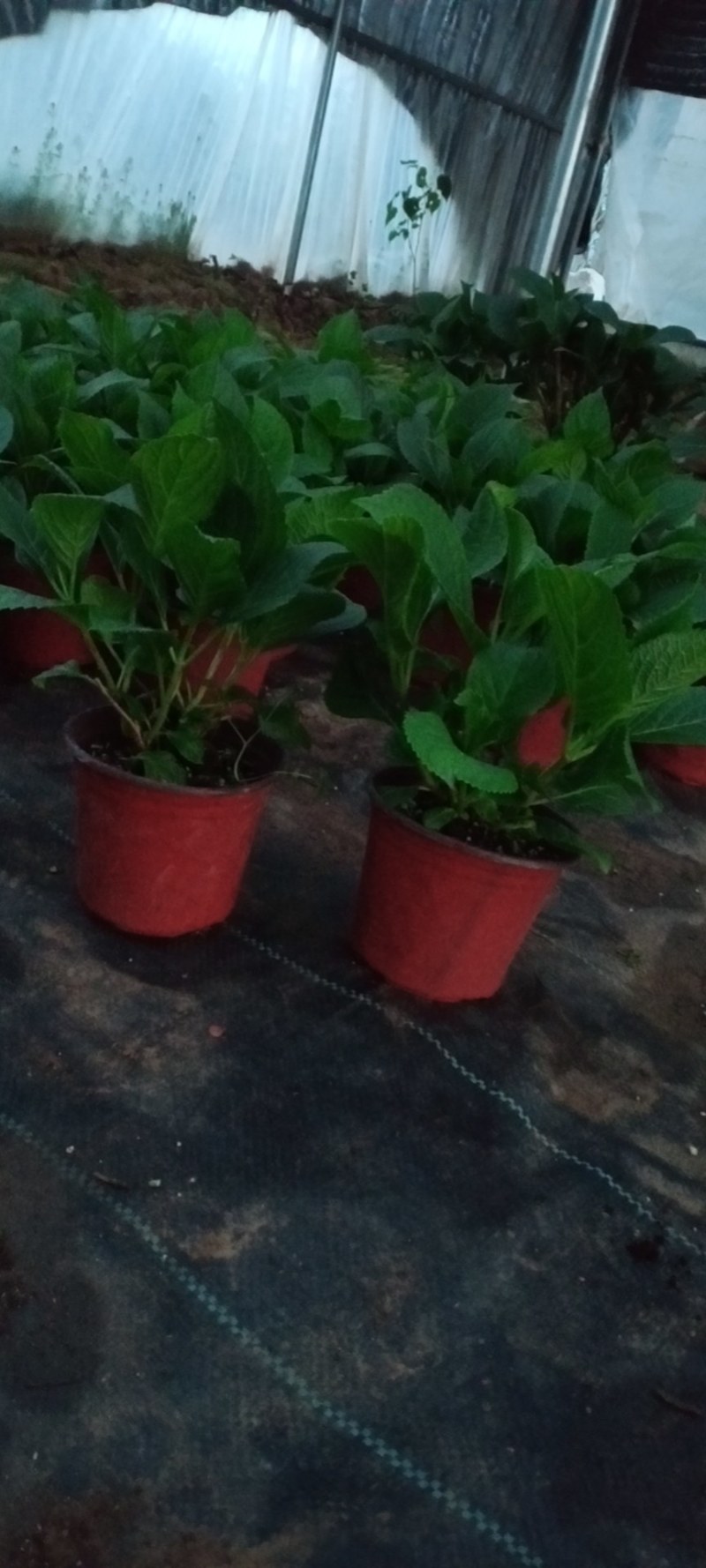 绣球花苗盆栽花卉植物室内好养的花四季开花不断无尽夏大花易
