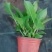 绣球花苗盆栽花卉植物室内好养的花四季开花不断无尽夏大花易