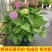 绣球花苗盆栽花卉植物室内好养的花四季开花不断无尽夏大花易