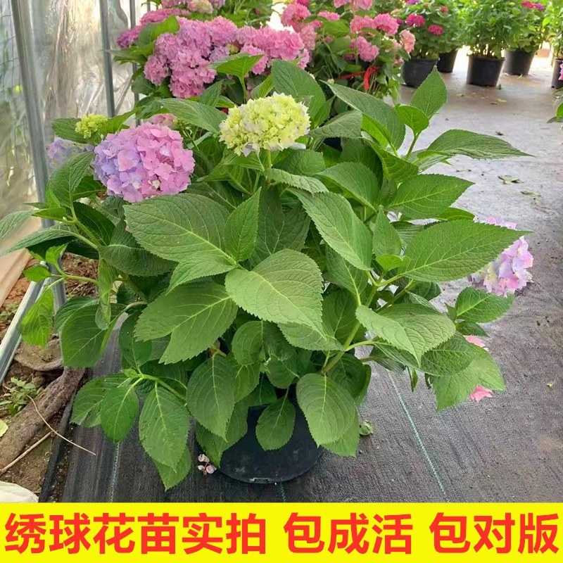 绣球花苗盆栽花卉植物室内好养的花四季开花不断无尽夏大花易
