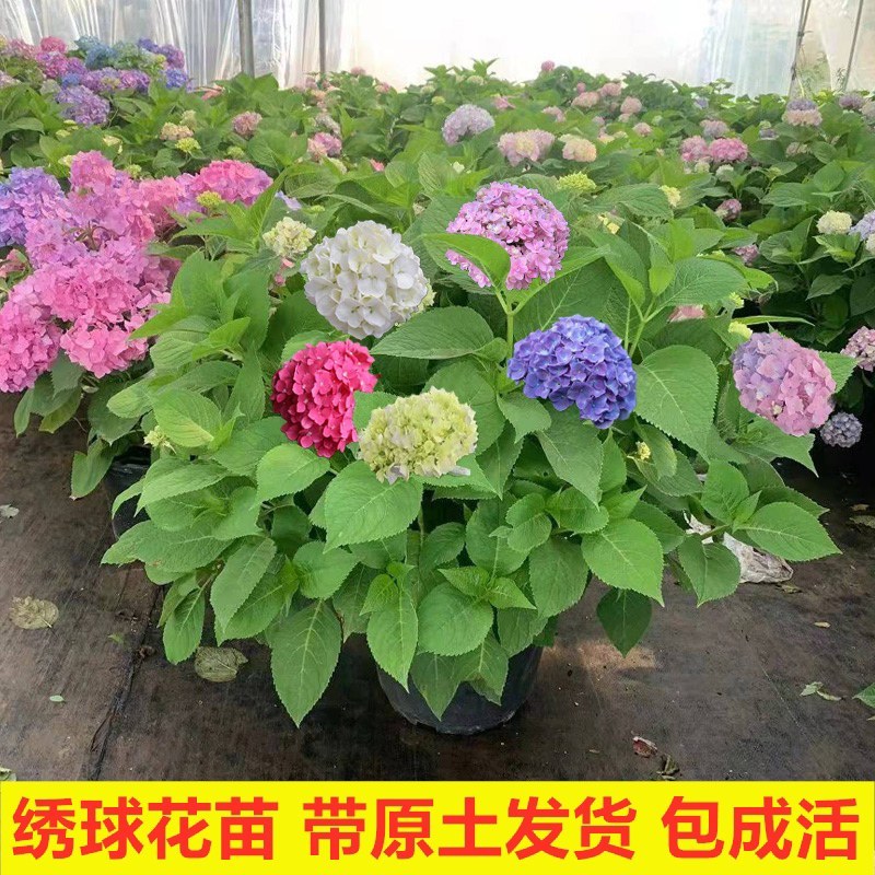 绣球花苗盆栽花卉植物室内好养的花四季开花不断无尽夏大花易