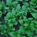 绣球花苗盆栽花卉植物室内好养的花四季开花不断无尽夏大花易