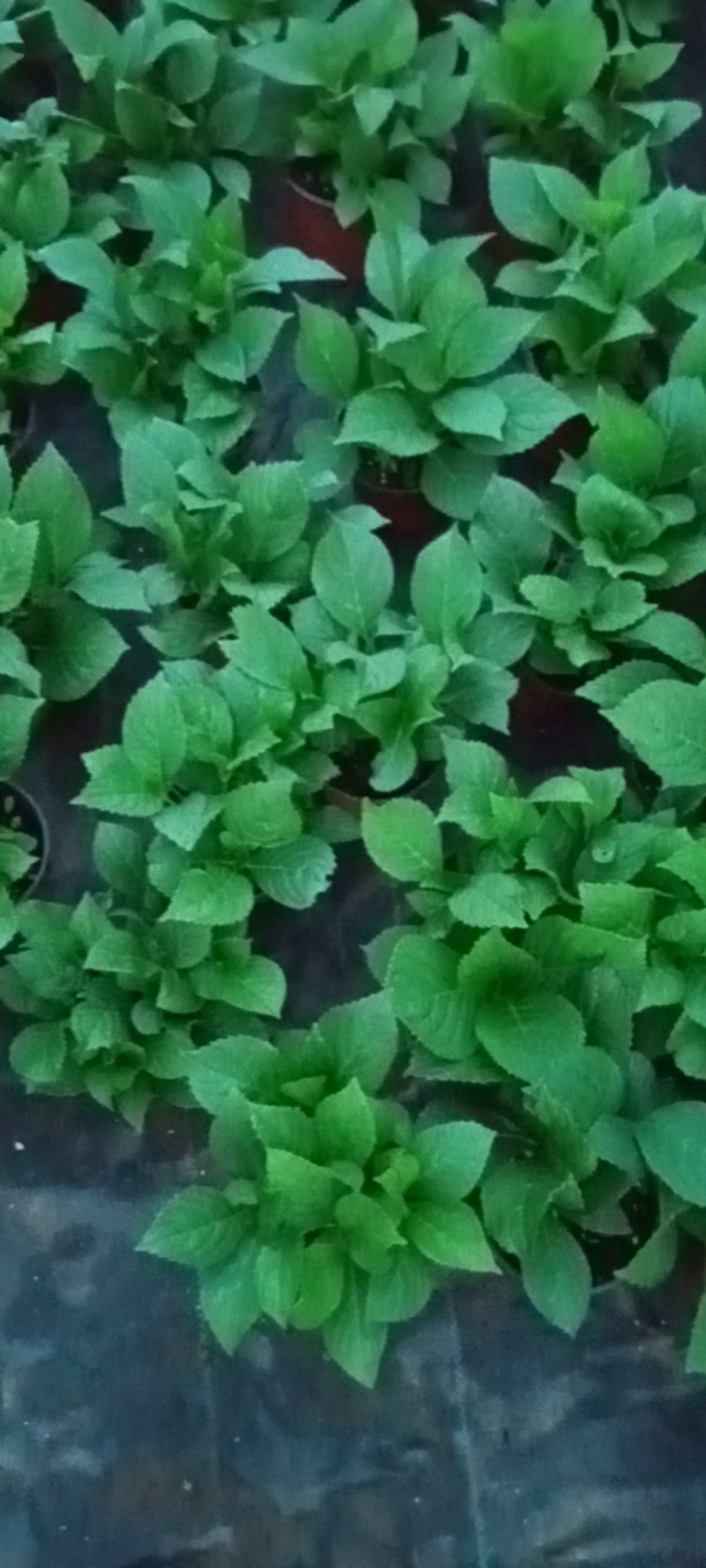 绣球花苗盆栽花卉植物室内好养的花四季开花不断无尽夏大花易
