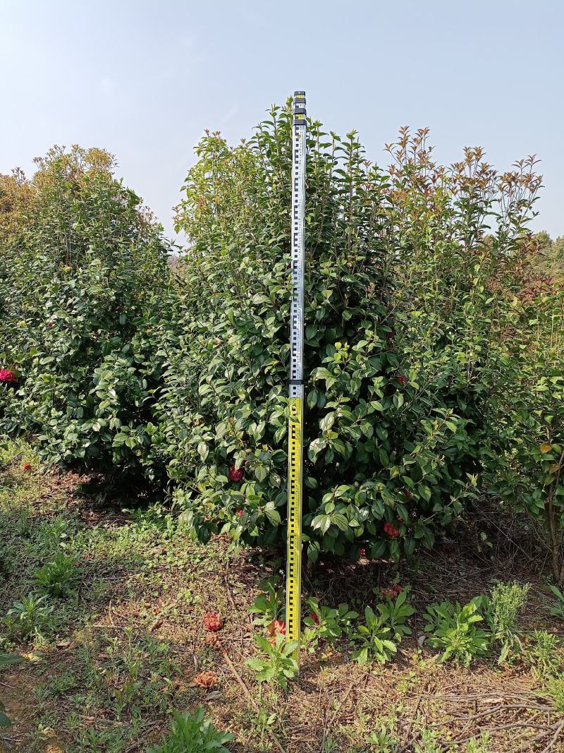 【包成活】基地茶花树基地直发四季常青庭院种植绿化工程苗