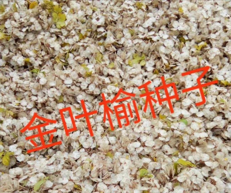 金叶榆种子，黄金榆树种子，金叶榆籽，黄金榆籽