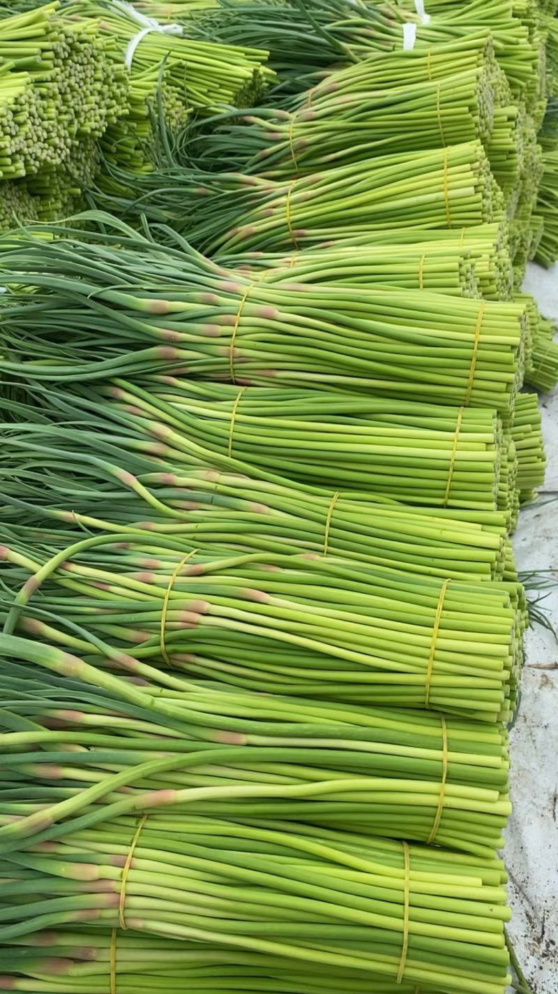 山东红帽蒜苔大量上市诚信经营质量保证优质商家