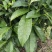 岑溪茶叶苗，岑溪大叶种茶苗，岑溪六堡茶苗，岑溪茶叶种植苗