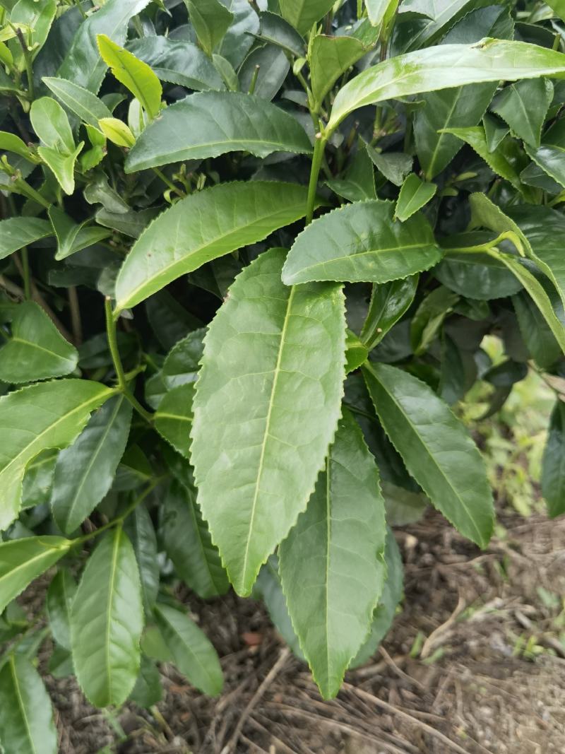 岑溪茶叶苗，岑溪大叶种茶苗，岑溪六堡茶苗，岑溪茶叶种植苗