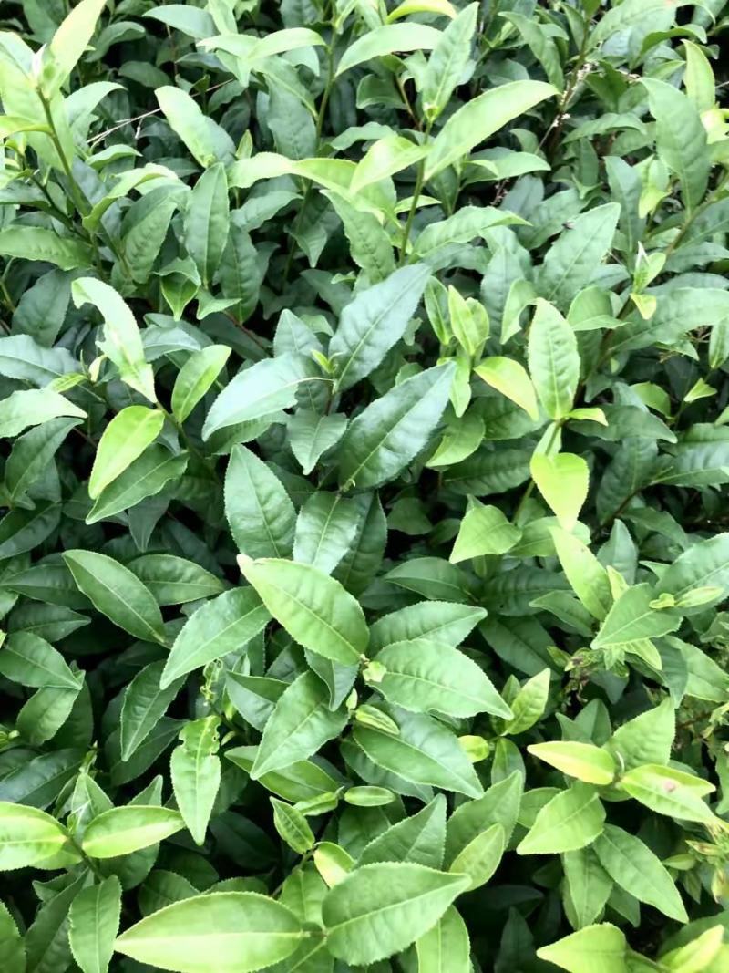 岑溪茶叶苗，岑溪大叶种茶苗，岑溪六堡茶苗，岑溪茶叶种植苗